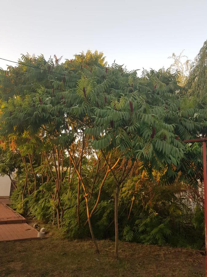 Vila Sura Razoare Сигишоара Екстериор снимка